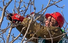 金剪子大賽-愛(ài)麗斯工具